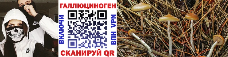 Галлюциногенные грибы Cubensis Заречный